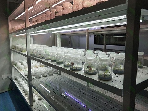 江都植物组织培养实验室设计建设方案